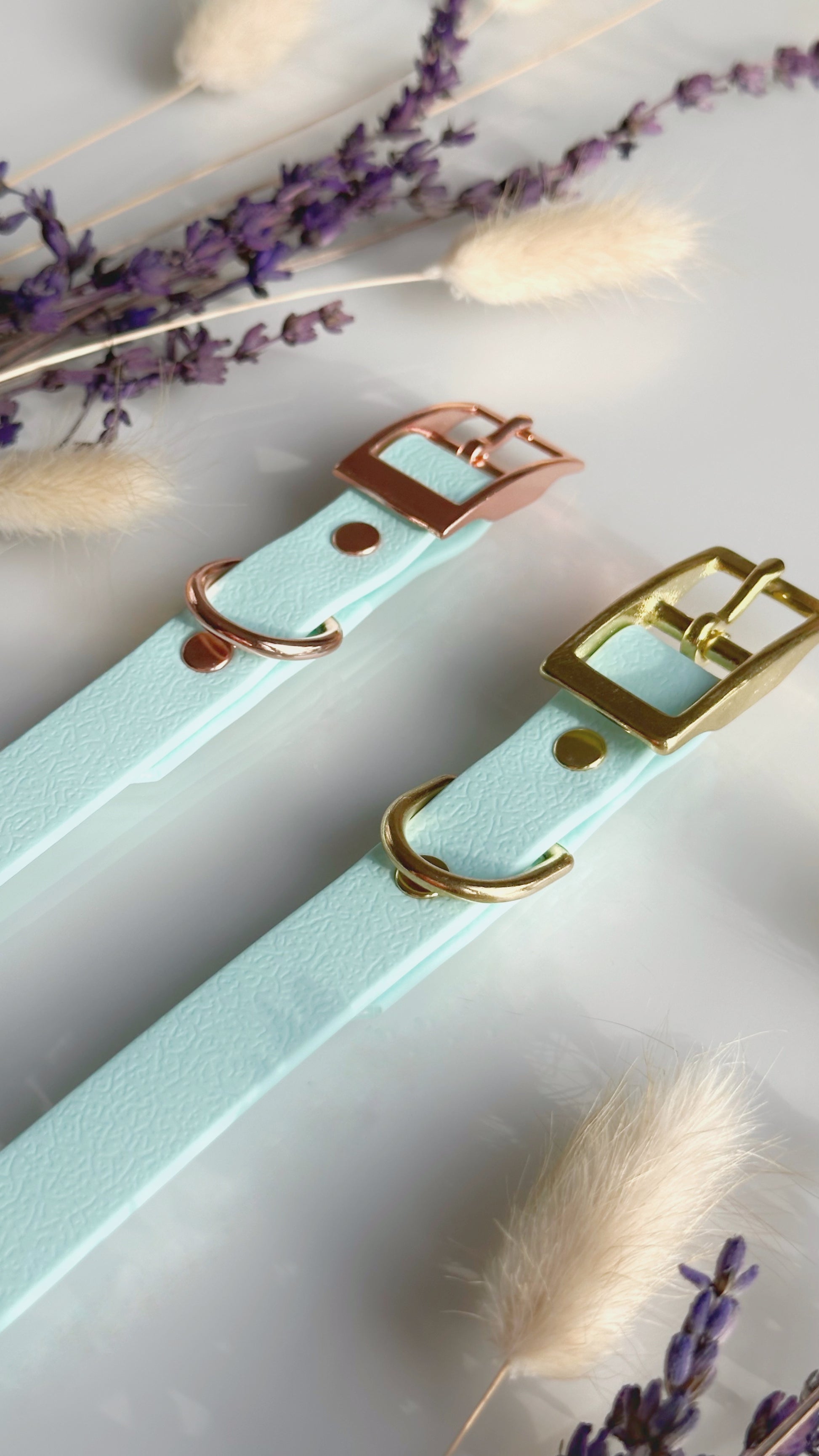 Collares